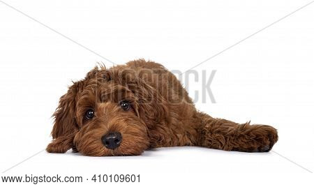 Adorable Red Cobberdog Pup, Layng Down With Head Flat On Surface. Looking With Droopy Eyes Towards C