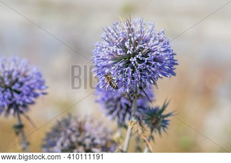 Big Yellow And Black Striped Bee Is Flying Around A Big Bright Purple Spheric Flower Also Known As 