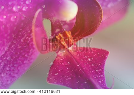 Toned Background Made Of Close Up View Of Beautiful Blooming Orchid Flowers Lip Labellum In Bright M