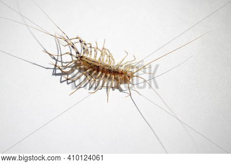 Scary Insect Centipede Indoors. Insect Cleaning And Disinfection.