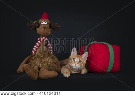 Cute Red Maine Coon Cat Kitten, , Laying Down Between Toy Reindeer And Toy Present. Looking Towards 