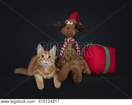Cute Red Maine Coon Cat Kitten, Wearing Green Elf Suit, Laying Beside Toy Reindeer And Toy Present. 