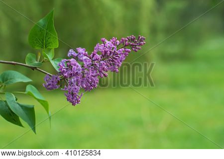The Beautiful Branch Of Blooming Fresh Lilac Flowers On Blurred Green Floral Background With Copy Sp