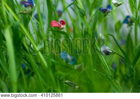 Lathyrus Nissolia, From The Fabaceae Family Long, Linear, Grass-like Leaves, And Reddish-pink Flower