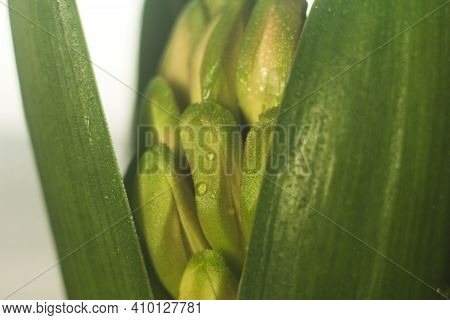 Undissolved Hyacinth Flower Among The Leaves. Closed Flower Bud With Drops Of Water