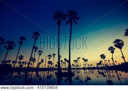 Palm Trees Are Reflecting On Water At Sunrise