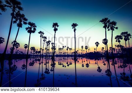 Palm Trees Are Reflecting On Water At Sunrise
