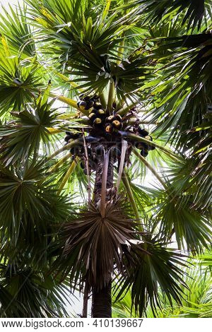 Toddy Palm Tree On Farm At Day Time