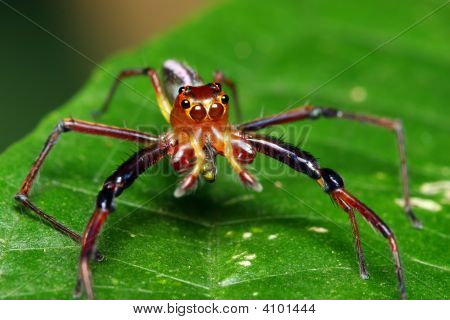 Spider