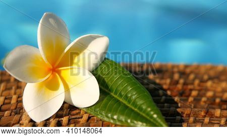 Fresh White Frangipani Plumeria Tropical Exotic Flowers Over Blue Swimming Pool Water
