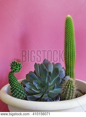 Home Hobbies Concept. Small Garden Of Succulents In Flower Pot. Echinocactus Grusonii; Sempervivum; 