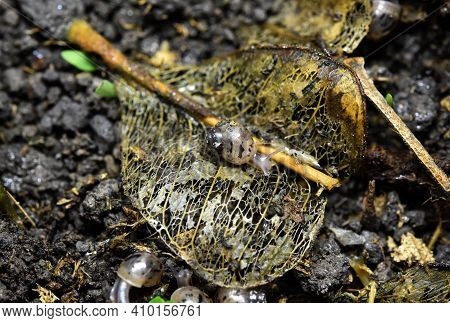 A Baby Snail Is Eating Leaf Fragments