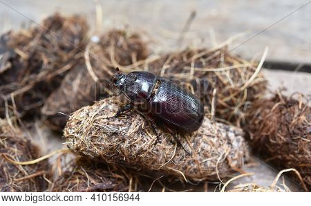 A Coconut Rhinoceros Beetle( Oryctes Rhinoceros ) Sitting On The Pupa . It Is Insect Pests To Destro