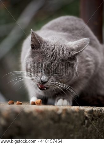 Cast Lone Cat Mutt Survive In Harsh Conditions. Beautiful Gray And White Street Cat Has Found Dry Fo