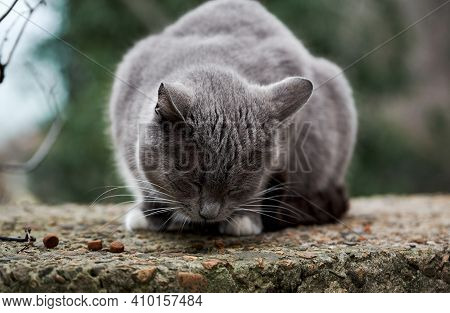 Cast Lone Cat Mutt Survive In Harsh Conditions. Beautiful Gray And White Street Cat Has Found Dry Fo