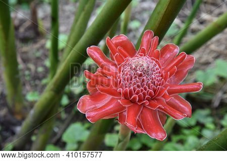 Beautiful Pink Color Torch Ginger Flower In Farm . It's Colorful Flower