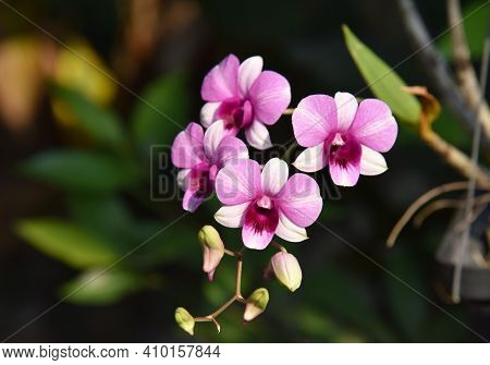 Beautiful Dendrobium Orchid Flowers In The Garden . Normally Knows As Butterfly Orchid