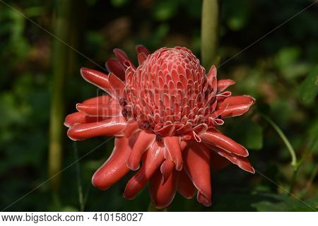 Beautiful Pink Torch Ginger Flower In Natural Background .