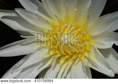 Close Up View Of Yellow Pollen Waterlily With White Petal Background .