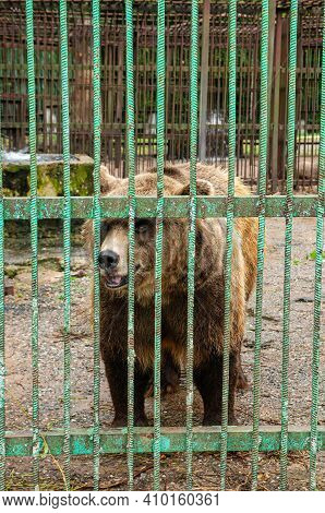 Park Of Foresters Of Bashkiria In Ufa. Bear In The Enclosure.