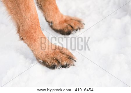 Pies de perro
