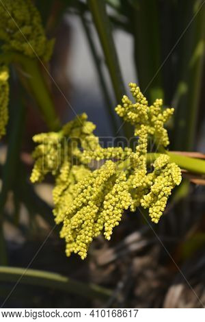 Chinese Windmill Palm Flower - Latin Name - Trachycarpus Fortunei