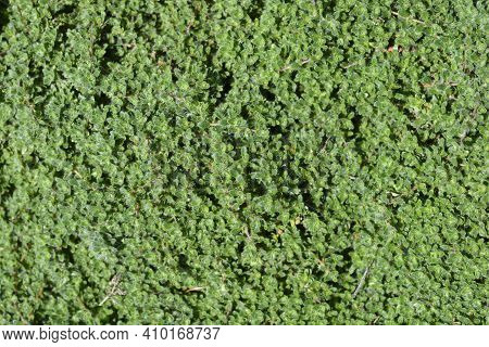 Wild Thyme - Latin Name - Thymus Polytrichus