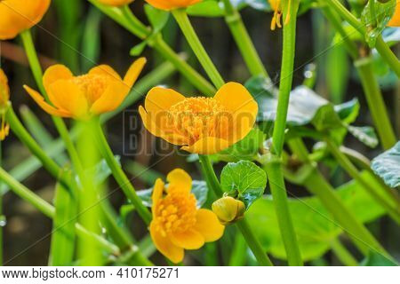Detail Of A Yellow Flower Of A Marsh Marigold. Several Green Flower Stems With Buds. Dark Green Glos