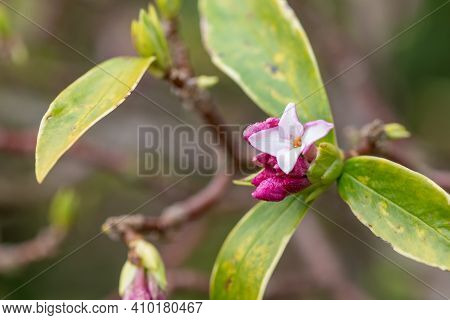 Daphne (perfume Princess) Flowers
