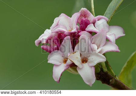 Macro Shot Of Perfume Princess Daphne Flowers In Bloom