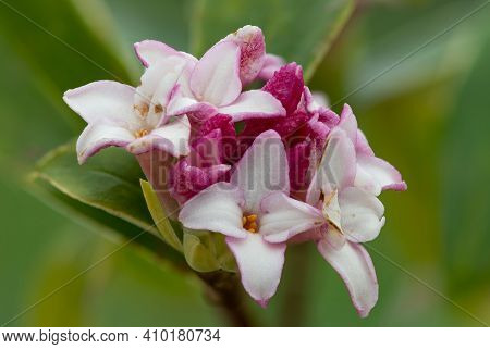 Daphne (perfume Princess) Flowers