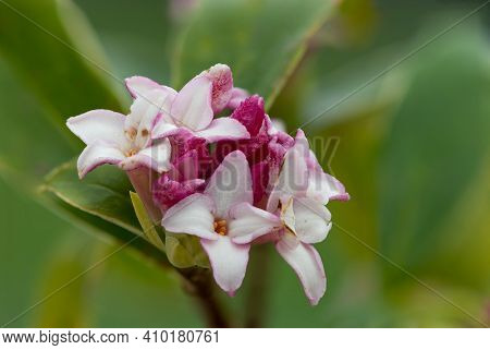 Daphne (perfume Princess) Flowers