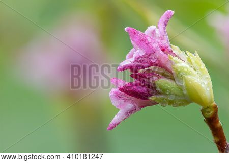 Daphne (perfume Princess) Flowers