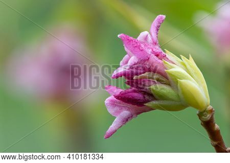 Daphne (perfume Princess) Flowers