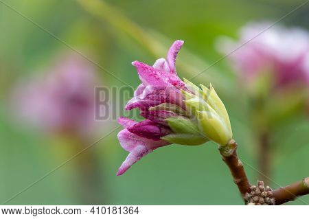 Daphne (perfume Princess) Flowers