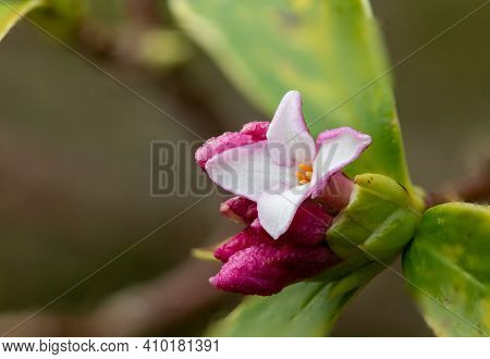 Daphne (perfume Princess) Flowers