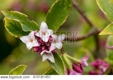 Daphne (perfume Princess) Flowers