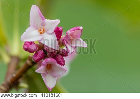 Daphne (perfume Princess) Flowers