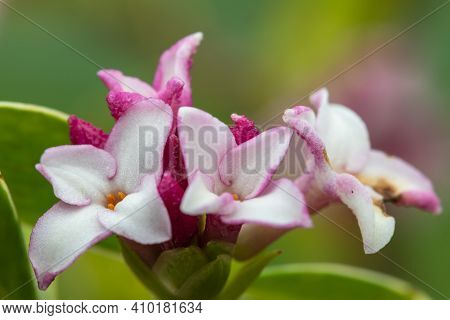 Daphne (perfume Princess) Flowers