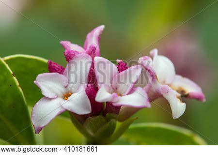 Daphne (perfume Princess) Flowers