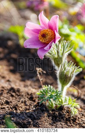 Eastern Pasqueflower (pulsatilla Patens), Also Known As Prairie Crocus, Cutleaf Anemone, Rock Lily