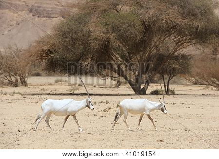 Oryx