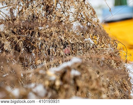 A Long-tailed Rosefinch Perched On A Pile Of Dead Brush On An Orchard In Nagano Prefecture, Japan.