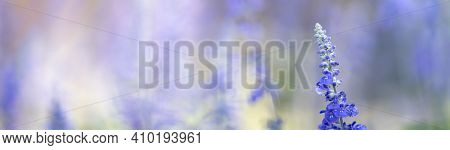 Closeup Of Purple Lavender Flower On Blurred Gereen Background Under Sunlight With Copy Space Using 
