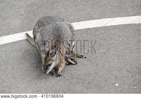 The Tammar Wallaby Is Mostly Grey With A White Stripe On Its Face
