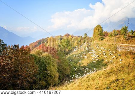 Texel Cross Ewe - Female Sheep - In Lush Green Meadow In Autumn. Herd Of Sheep On Pasture, Italy.