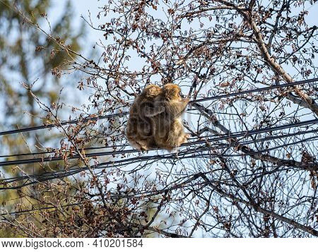 A Japanese Macaque, Macaca Fuscata, On Power Lines In Shiga Kogen, A Ski Resort And Nature Preserve 