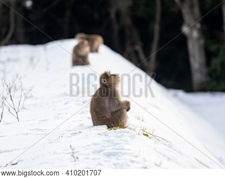 A Japanese Macaque, Macaca Fuscata, In The Deep Snow In Shiga Kogen, A Ski Resort And Nature Preserv