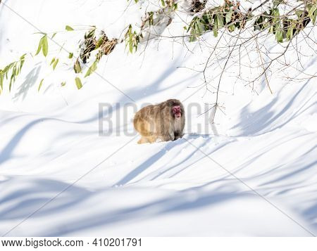 A Japanese Macaque, Macaca Fuscata, In The Deep Snow In Shiga Kogen, A Ski Resort And Nature Preserv