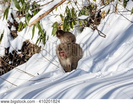 A Japanese Macaque, Macaca Fuscata, In The Deep Snow In Shiga Kogen, A Ski Resort And Nature Preserv